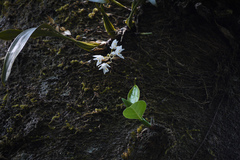 Coelogyne breviscapa